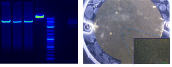 (Left) DNA detection in agarose gel electrophoresis; (Right) Quartz crystal microbalance coupled with fluidic system for sample delivery. Section shows protein-coated microbeads immobilised on to the sensor surface.